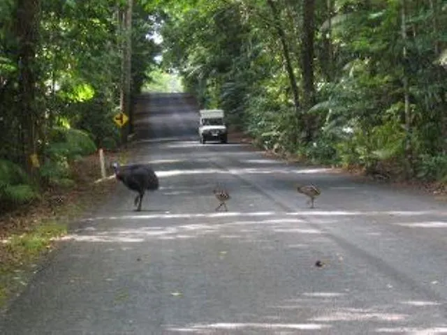 Daintree Deep Forest Lodge Cape Tribulation Australia
